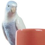 Ваза Lladro Parrot Parade Парад попугаев красная