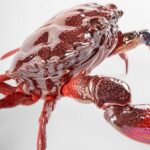 Скульптура Lladro Crab Краб